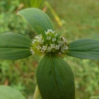 Mitracarpus hirtus (L.) DC.